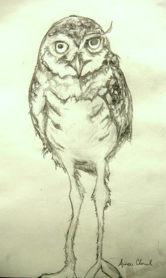 Owl Drawing - Burrowing Owl by Aimee Chenal