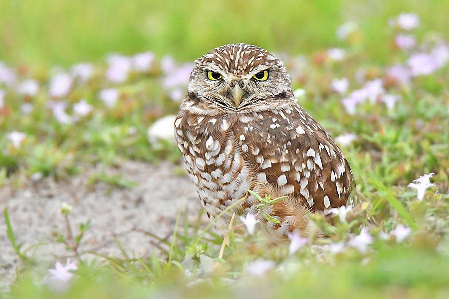 Burrowing Owl Photograph by Alan Lenk