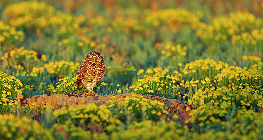 Burrowing Owl Among The Wildflower Photograph