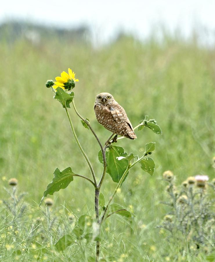 Burrowing Owl Photograph by Amy McDaniel