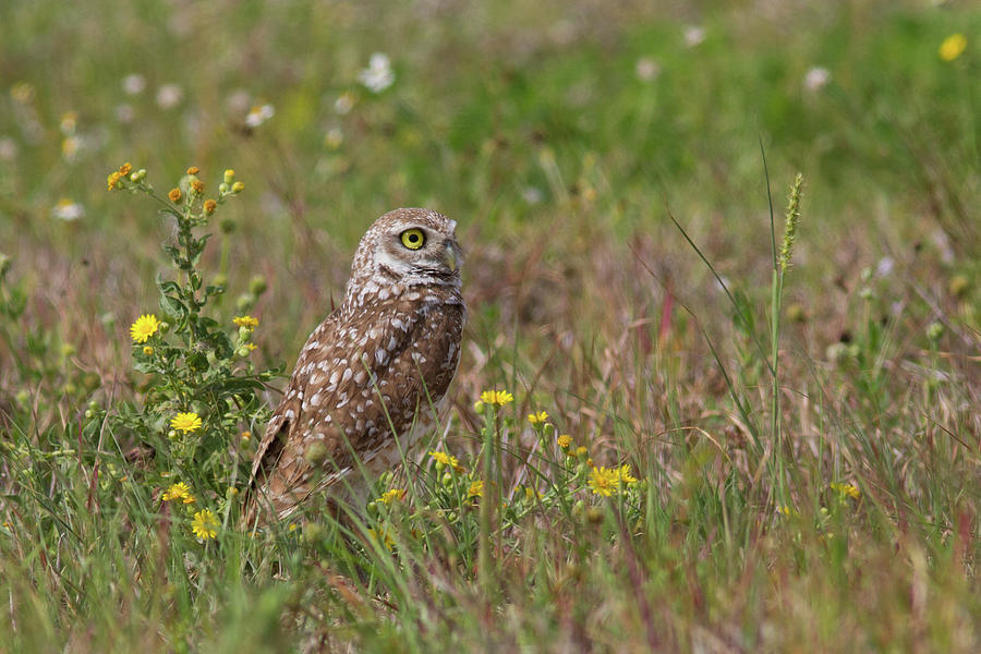 Burrowing Owl And Flowers Photograph
