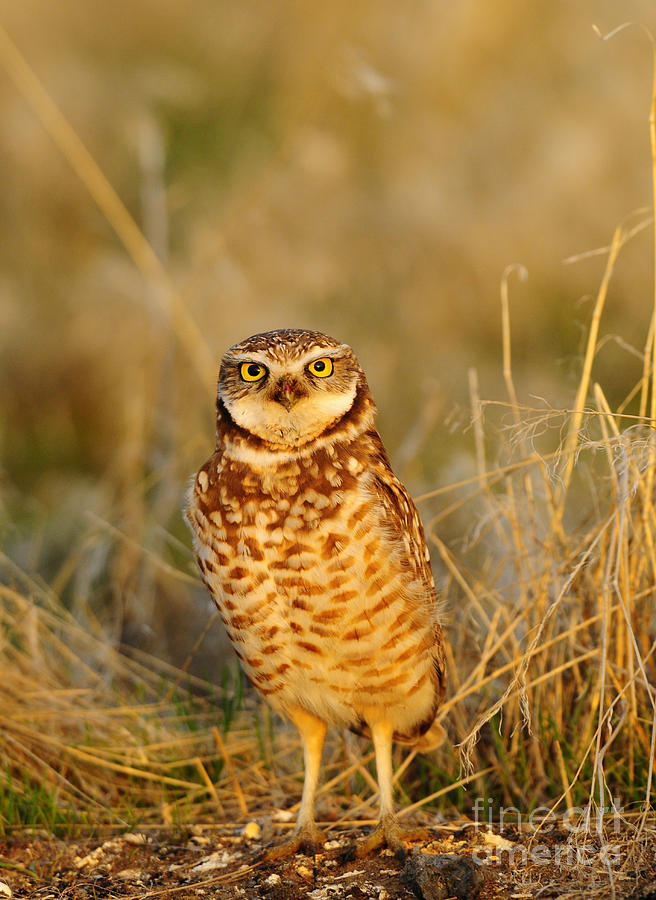 Burrowing Owl at Dawn Photograph by Dennis Hammer
