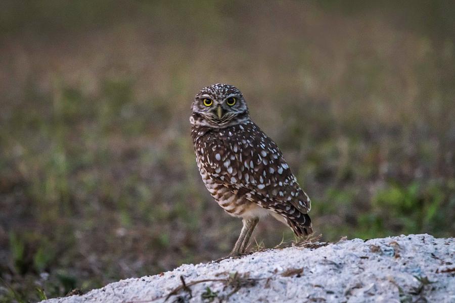 Burrowing Owl at Dusk #2 Photograph by Framing Places