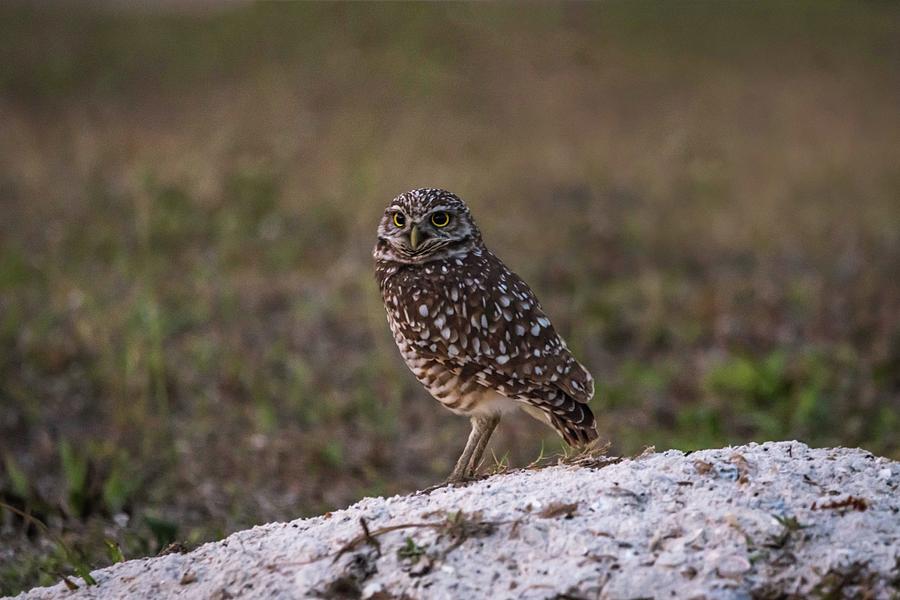 Burrowing Owl at Dusk Photograph by Framing Places