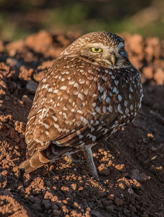 Burrowing Owl at Sunrise Photograph by Teresa Wilson