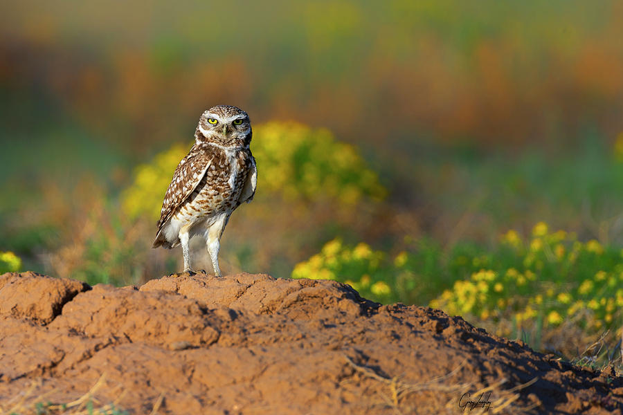Burrowing Owl Attitude Photograph