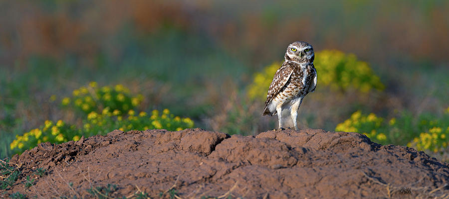 Burrowing Owl Attitude Wide Photograph