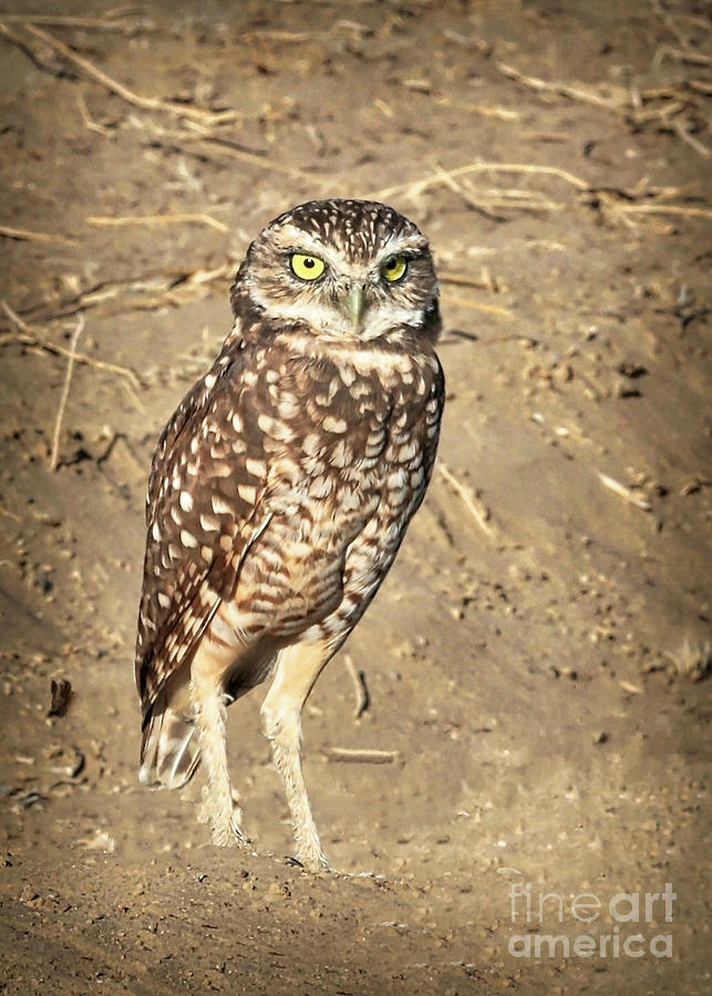 Burrowing Owl Beauty Photograph by Carol Groenen