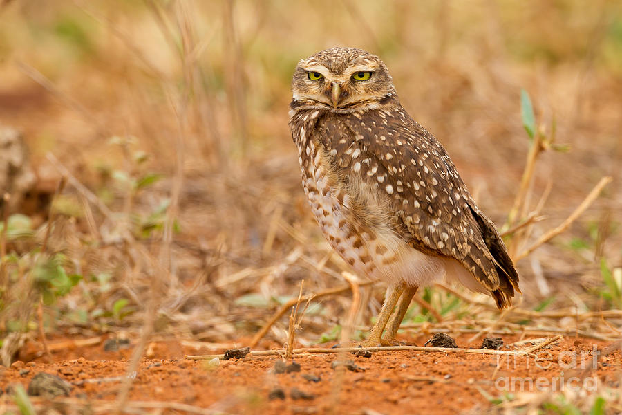 Burrowing Owl Photograph by B.G. Thomson