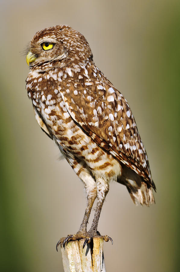 Burrowing Owl Photograph by Bill Dodsworth