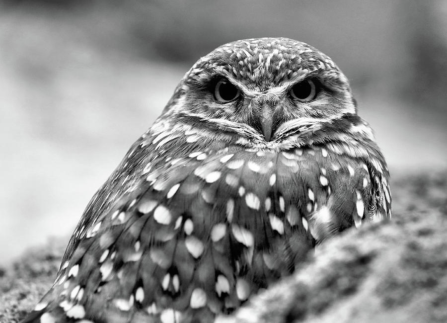 Burrowing Owl Black and White Photograph by JC Findley