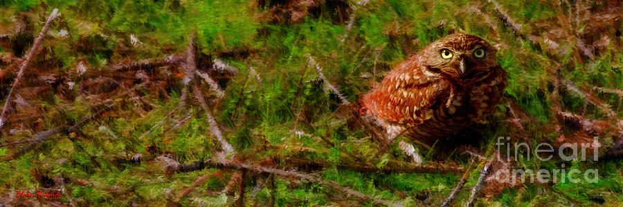 Burrowing Owl Photograph - Burrowing Owl by Blake Richards
