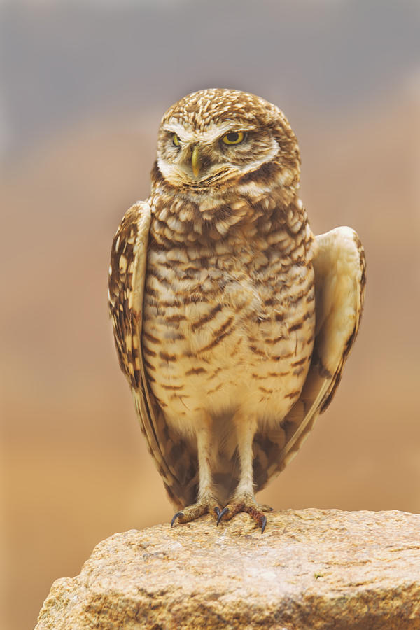 Burrowing Owl  Photograph by Brian Cross