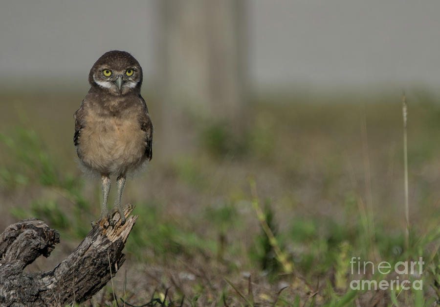 Burrowing Owl Photograph by Brian Kamprath