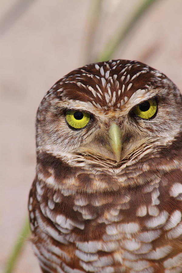 Owl Photograph - Burrowing Owl by Bruce J Robinson