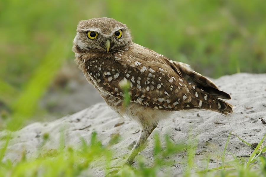 Burrowing Owl by Burrow Mound Photograph by Bradford Martin