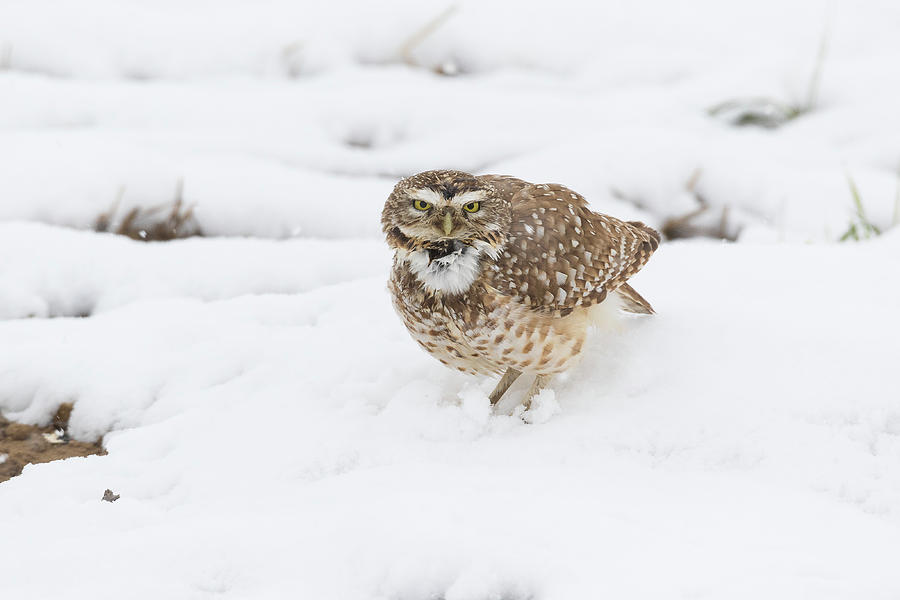 Burrowing Owl Calls in the Snow Photograph by Tony Hake
