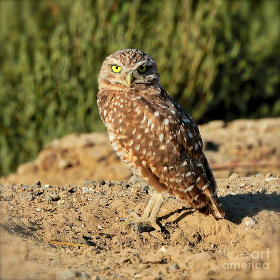 Burrowing Owl Photograph by Carol Groenen