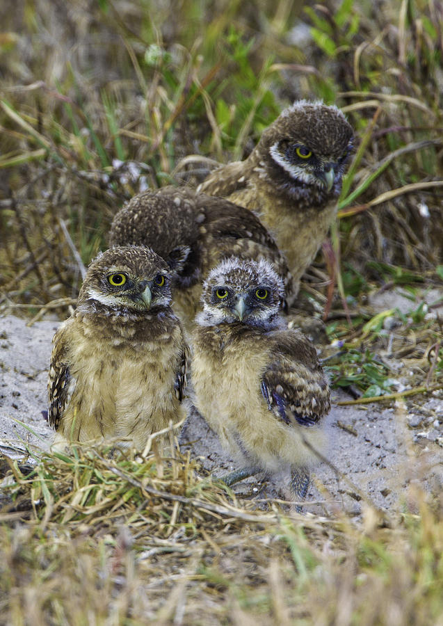 Burrowing Owl chicks Photograph by Marie Elise Mathieu