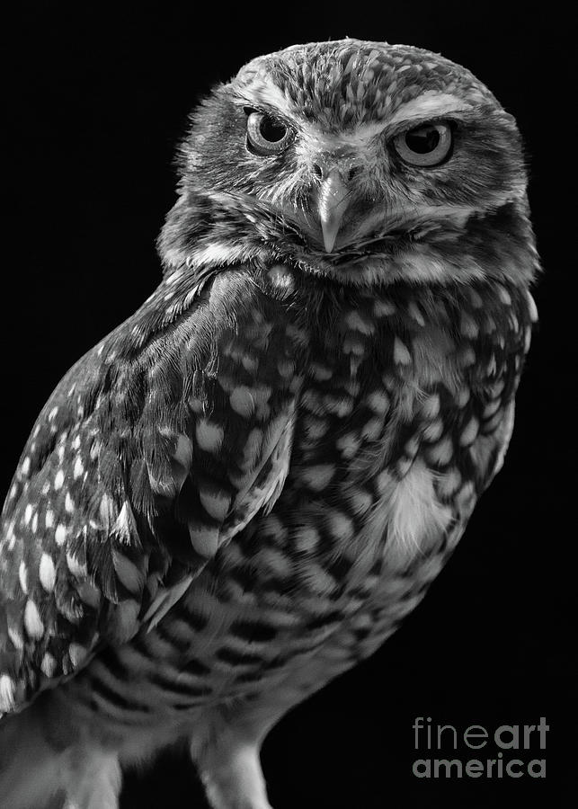 Burrowing Owl Photograph by Chris Scroggins