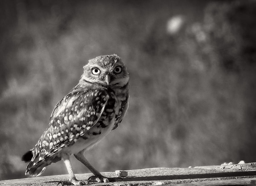 Burrowing Owl Photograph