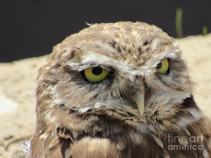 Burrowing Owl Photograph by Cindy Fleener