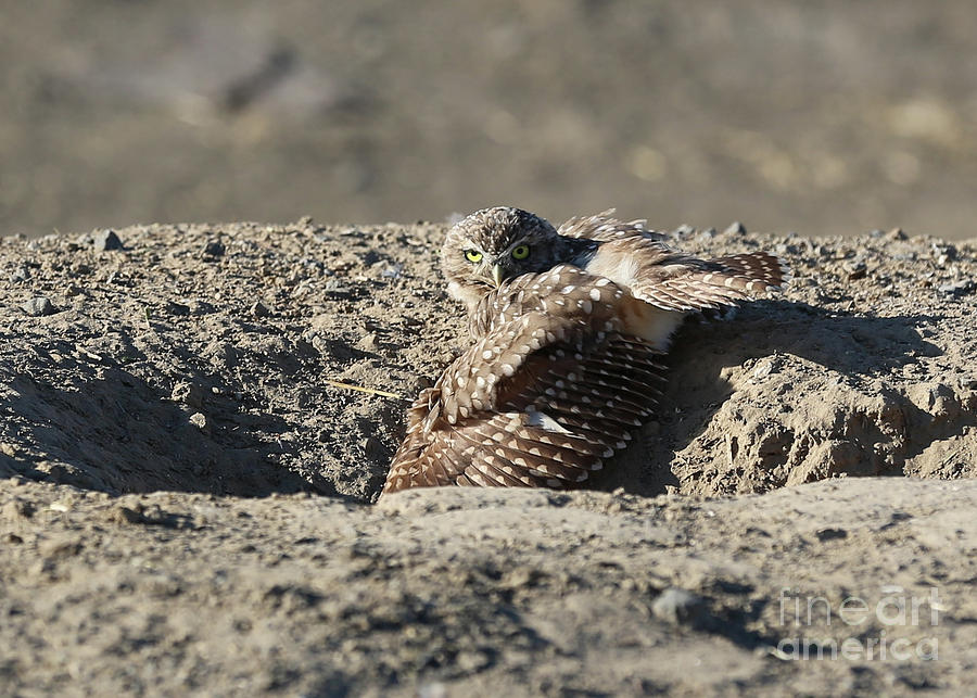 Burrowing Owl Cooling Off Photograph by Carol Groenen