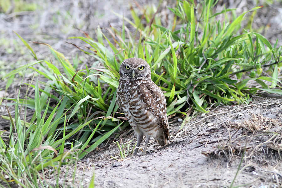 Burrowing Owl Photograph by David Barker