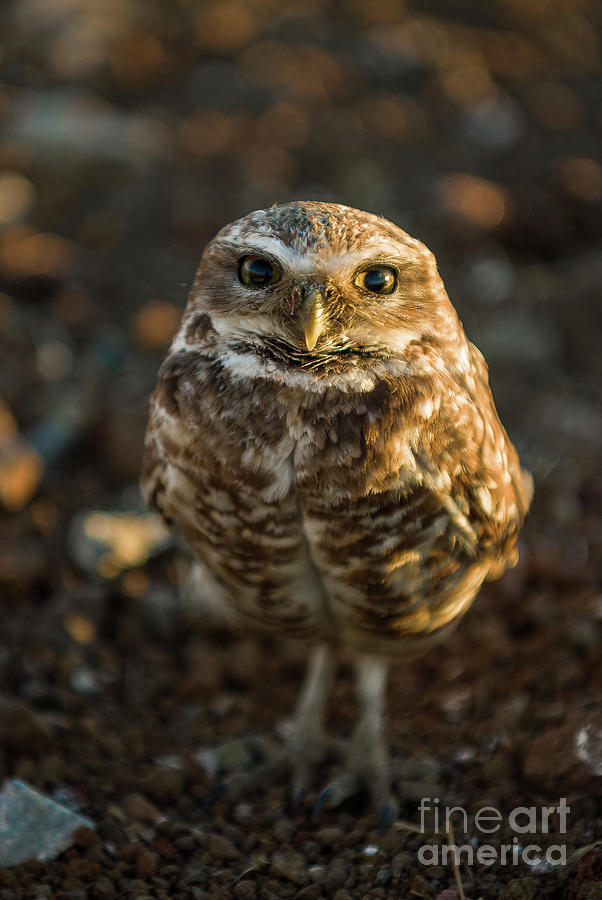 Burrowing Owl Photograph by Dean Birinyi