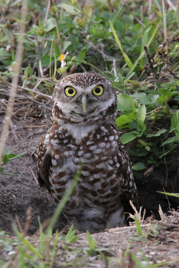 Burrowing Owl - female Photograph by Doris Potter