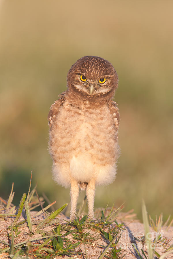 Burrowing Owl Fledgling I Photograph by Clarence Holmes