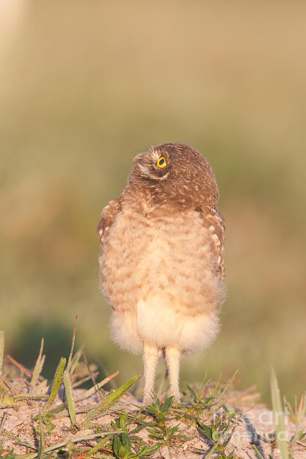 Burrowing Owl Fledgling II Photograph by Clarence Holmes