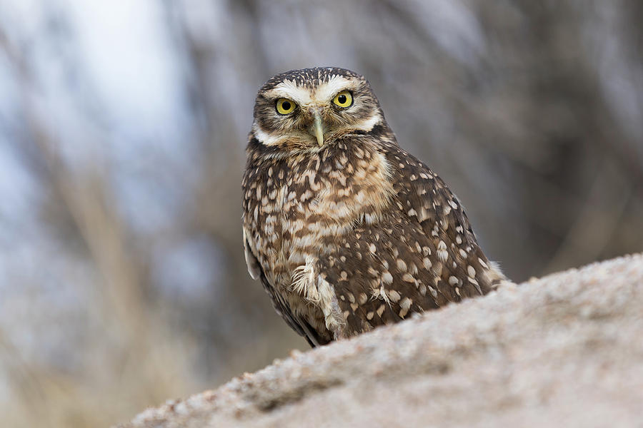Burrowing Owl Focuses on the Photographer Photograph by Tony Hake