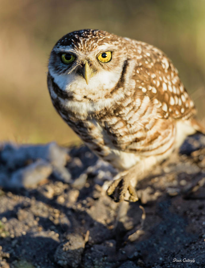 Burrowing Owl Photograph by Fran Gallogly