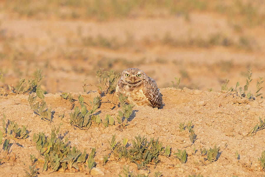 Burrowing Owl Gets Serious Photograph by Tony Hake