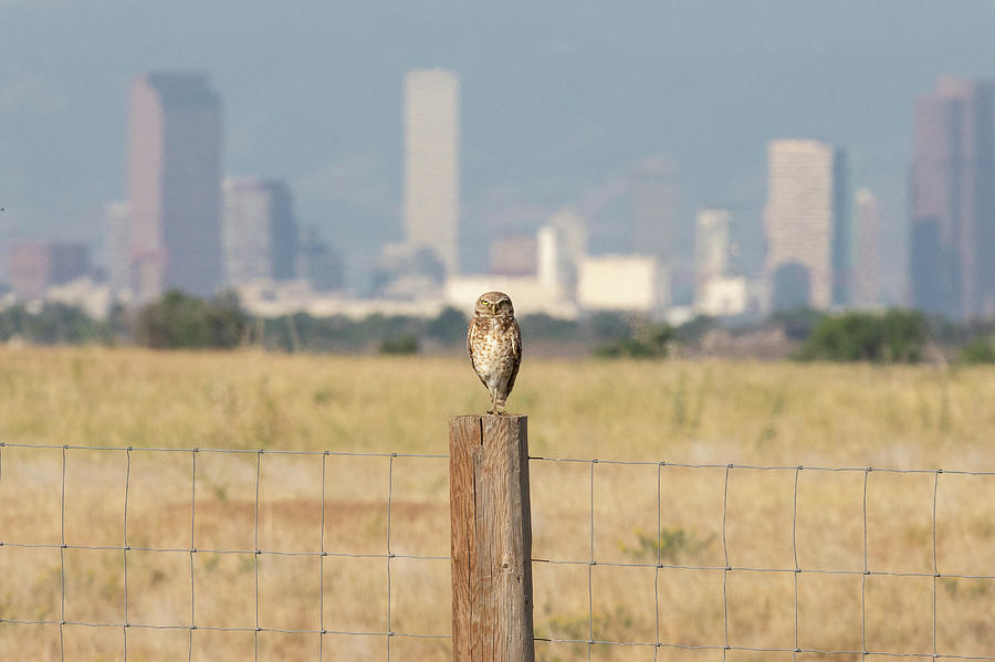 Burrowing Owl Guards the Mile High City Photograph by Tony Hake