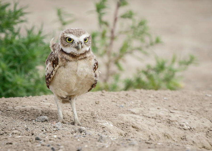 Burrowing Owl Habitat Photograph by Athena Mckinzie