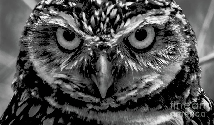 Burrowing Owl Head Shot Photograph by Debra Kewley