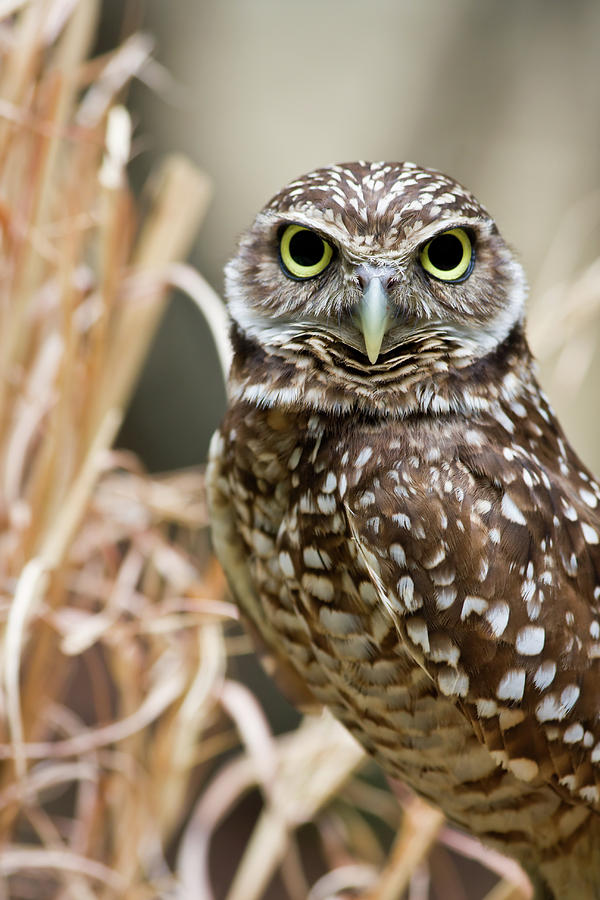 Burrowing Owl Head Shot by Jill Lang.
