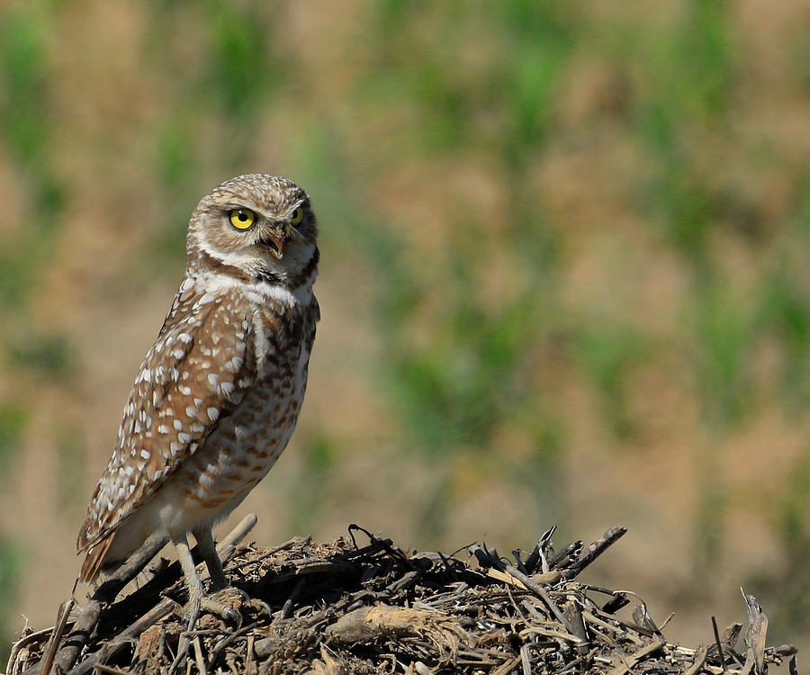 Burrowing Owl Hill Photograph by Steve McKinzie