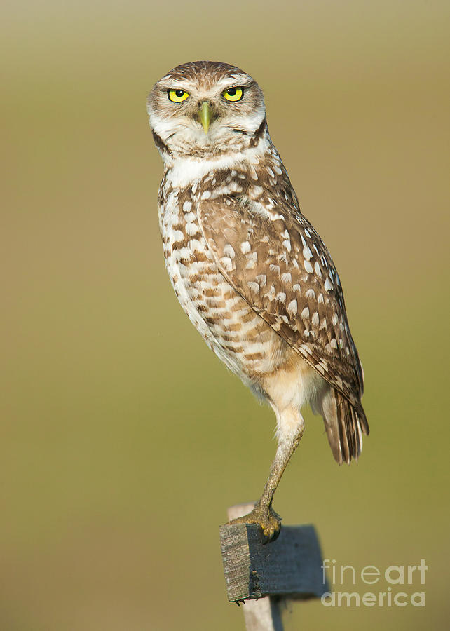 Burrowing Owl I Photograph by Clarence Holmes