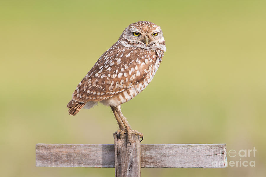 Burrowing Owl III Photograph by Clarence Holmes