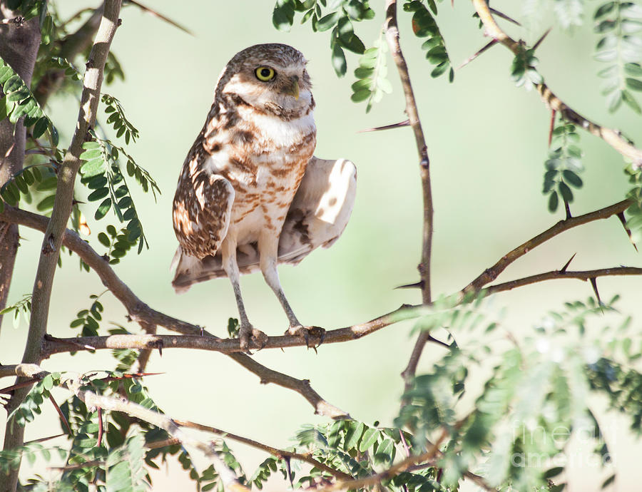 Burrowing Owl in a tree Photograph by Ruth Jolly