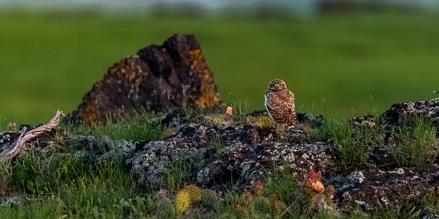 Burrowing Owl In Cactus #1 Photograph by Yeates Photography