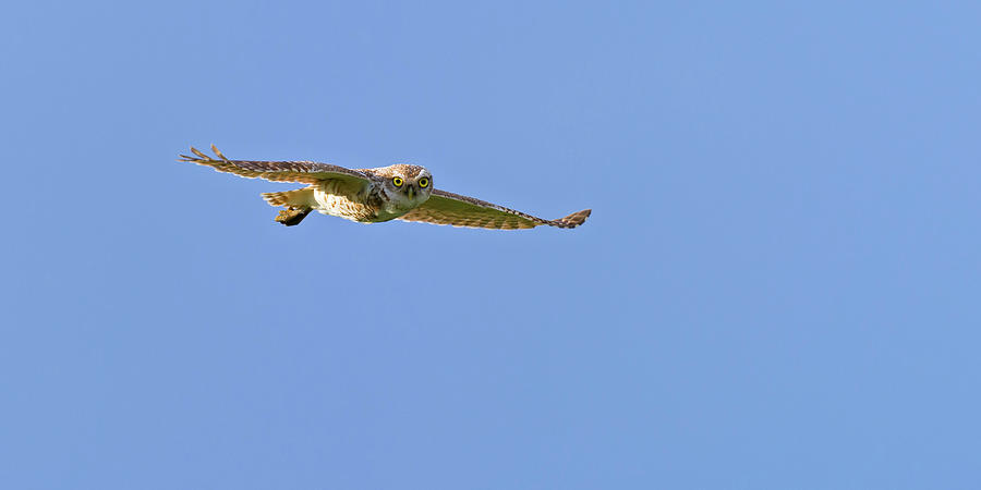 Burrowing owl in flight Photograph by Gary Langley