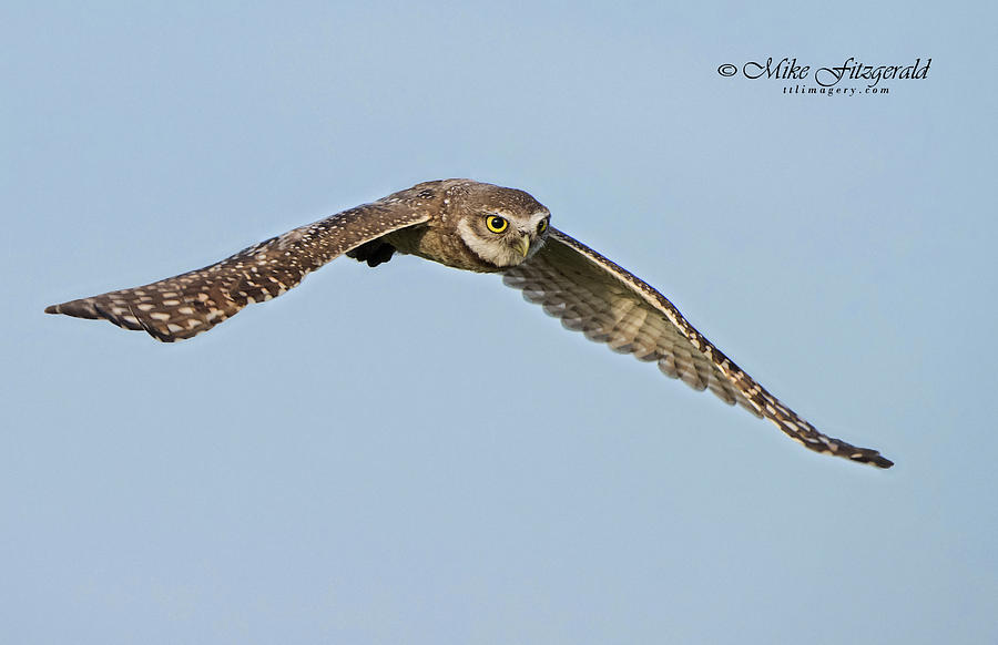 Burrowing Owl in Flight Photograph by Mike Fitzgerald