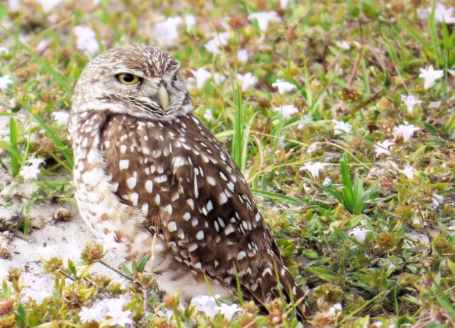 Owl Photograph - Burrowing Owl in Nature by Rosalie Scanlon