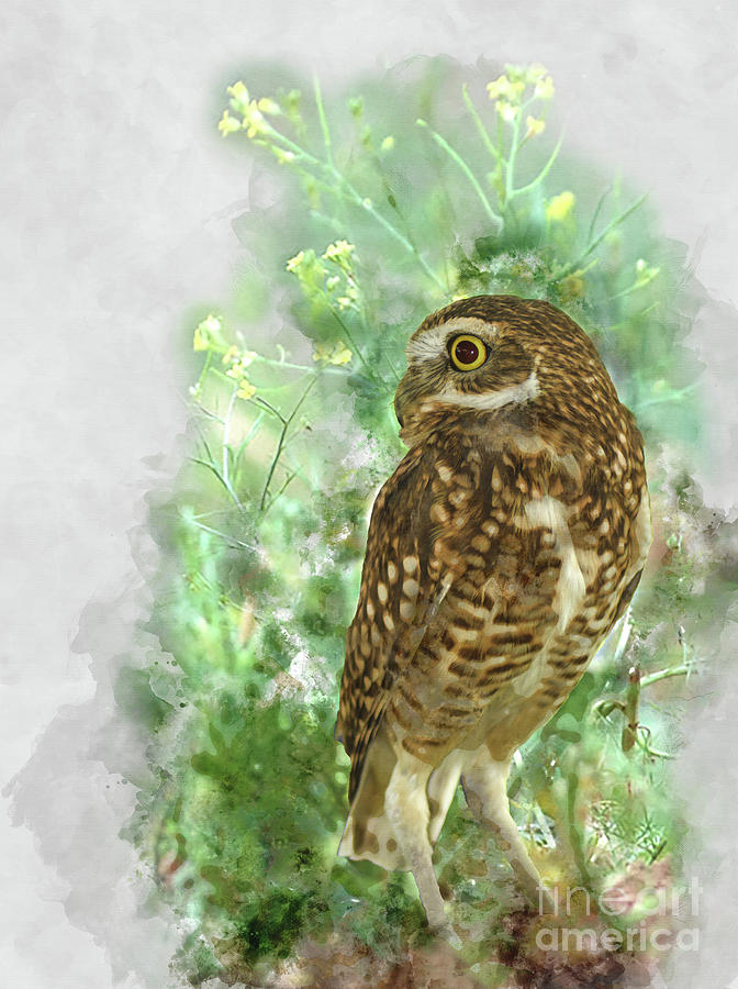 Burrowing Owl in Profile Mixed Media by Kathy Kelly