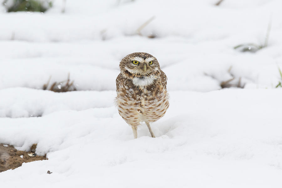 Burrowing Owl in the Colorado Snow Photograph by Tony Hake