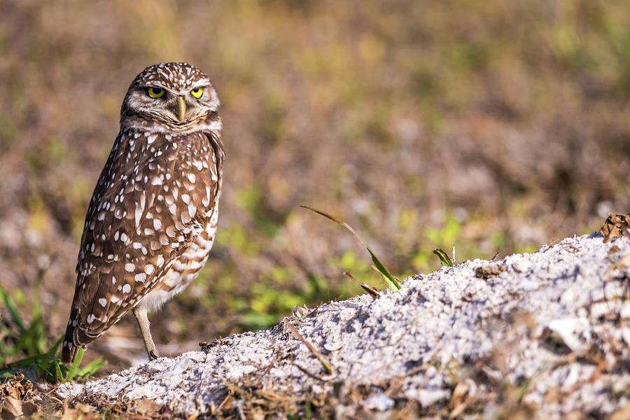 Burrowing Owl in the Morning Photograph by Framing Places